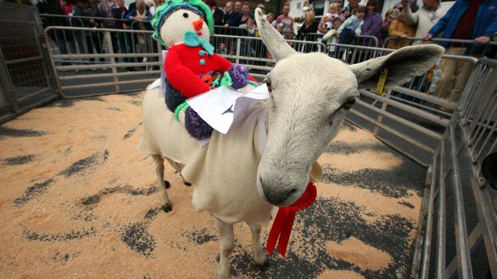 Moffat sheep racing