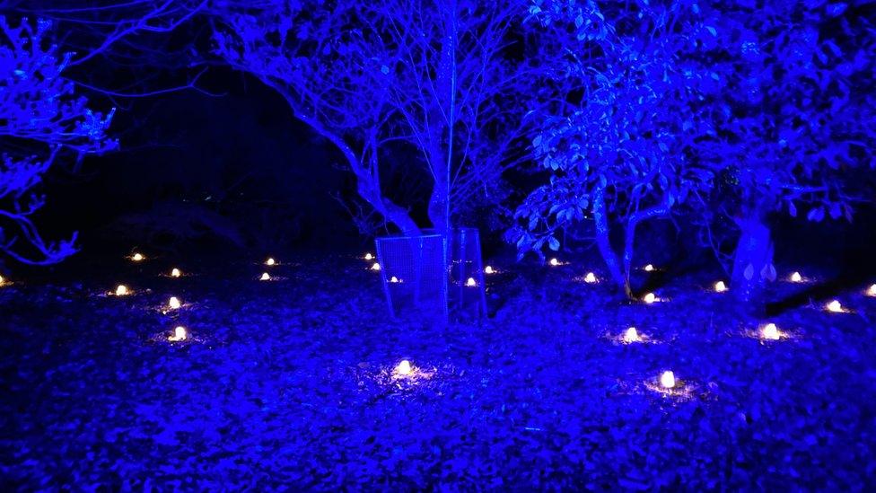 Trees lit up in blue in the dark surround by small while lights scattered on the floor