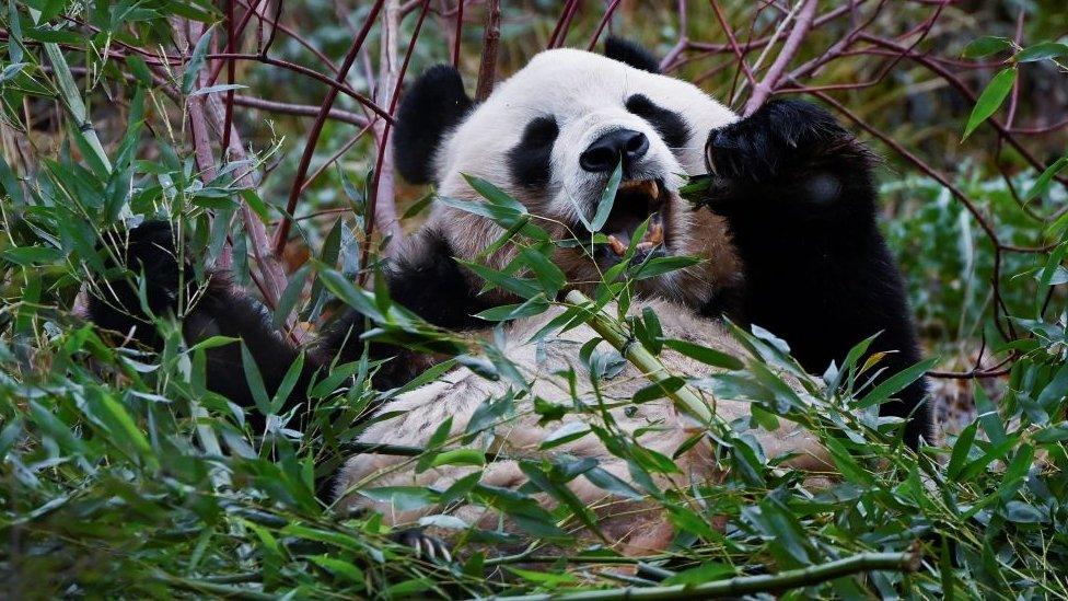 Yang Guang eats bamboo in his enclosure at Edinburgh zoo.