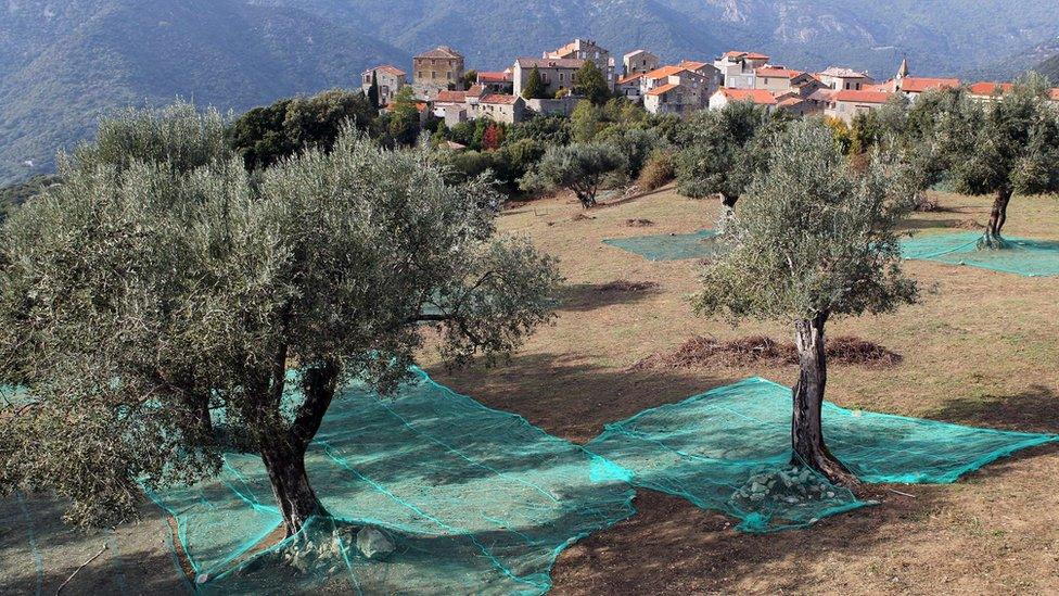 Olive trees in Corsica - file pic