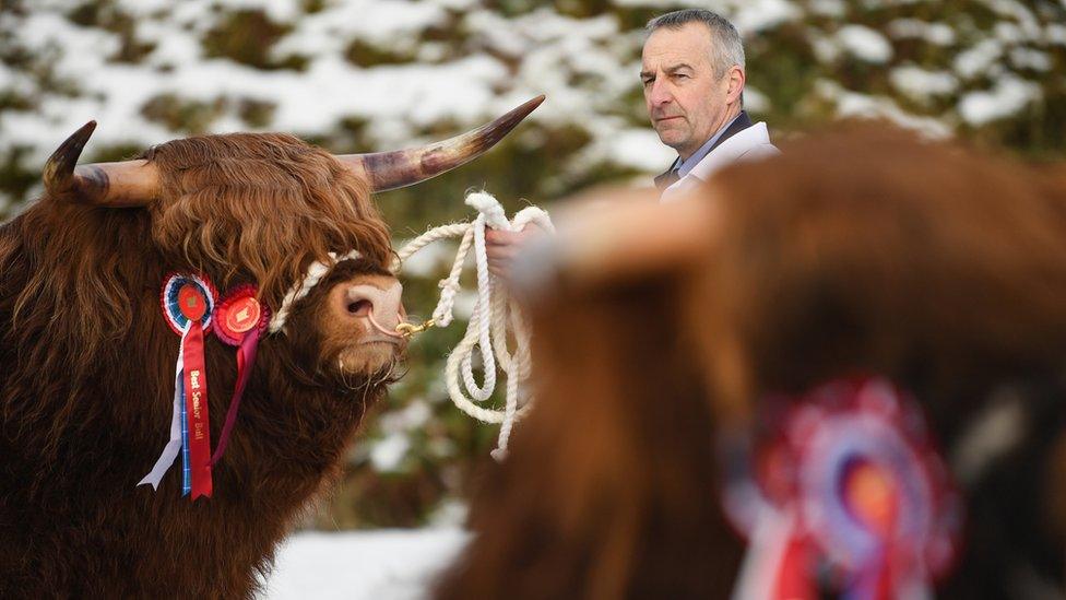 Oban cattle show