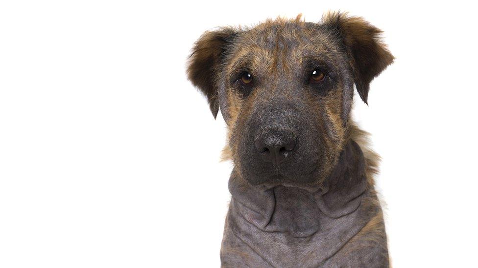 A big brown dog gazes calmly at the camera.