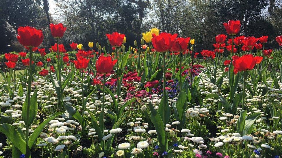 Tulips in Singleton Park