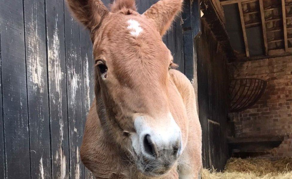 The newly born filly at Easton Farm Park