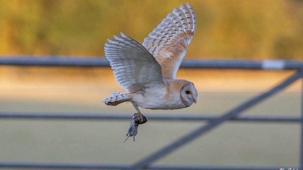 Barn owl