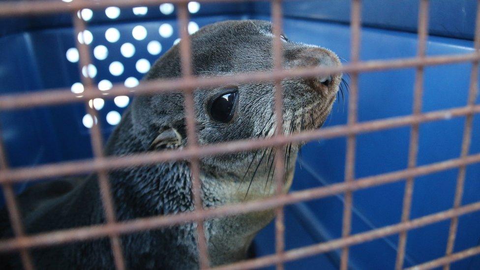 Elvis the seal inside a carrier