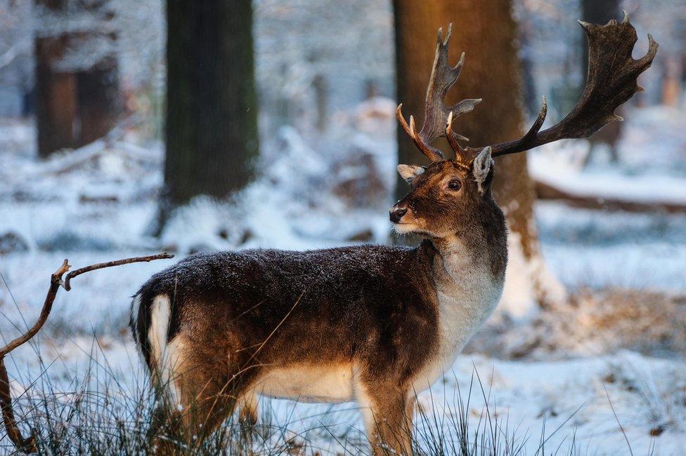 A deer in Richmond London