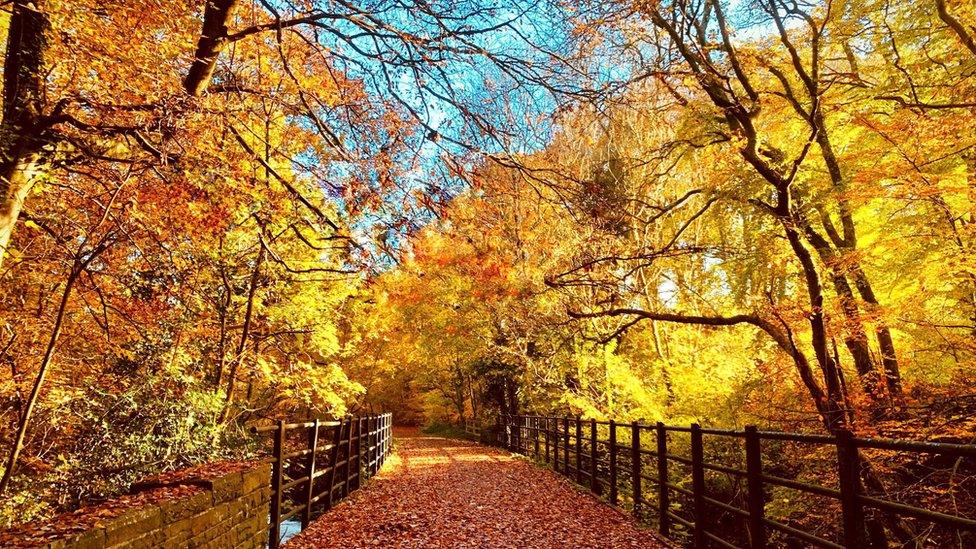 Autumn trees framing a pathway to the distance with bright yellow leaves on the path