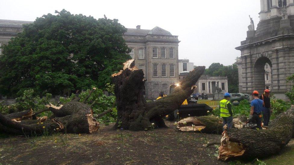 Tree collapses in Trinity College Dublin