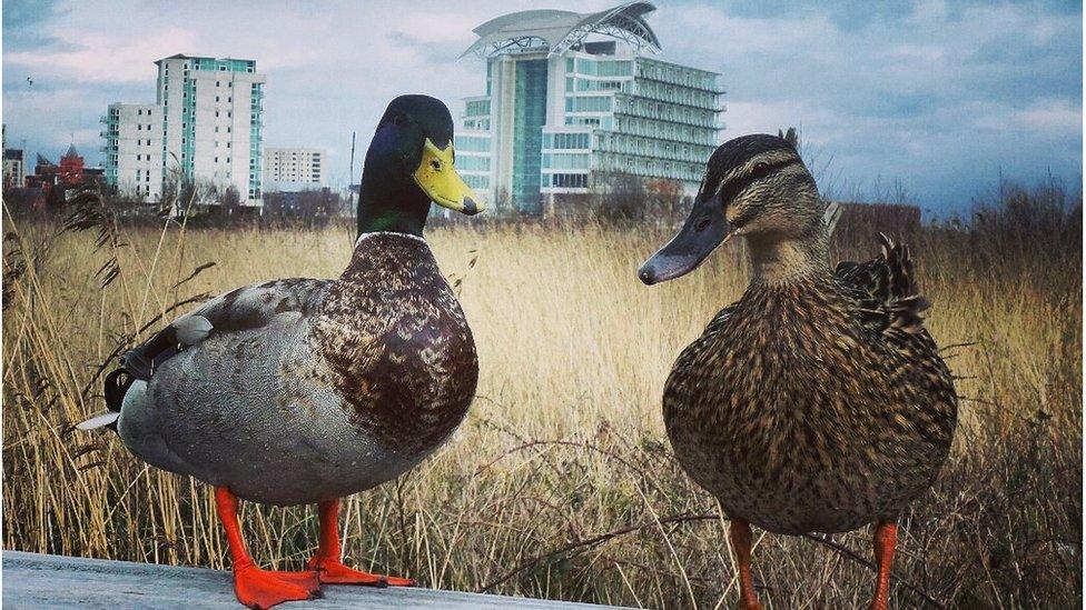 Ducks