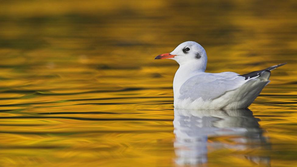 Black headed gull