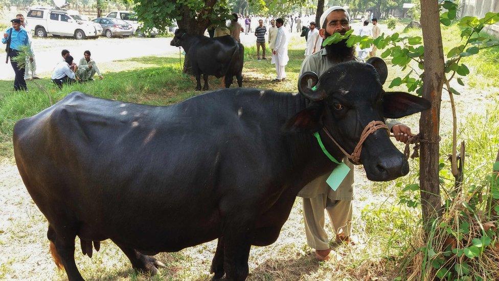 A Pakistani man looks on as he checks a buffalo during an auction at the premises of the Prime Minister house in Islamabad on September 27, 2018