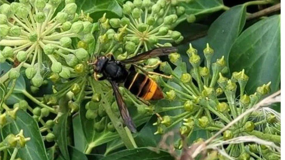 An Asian hornet pictured in Rayleigh