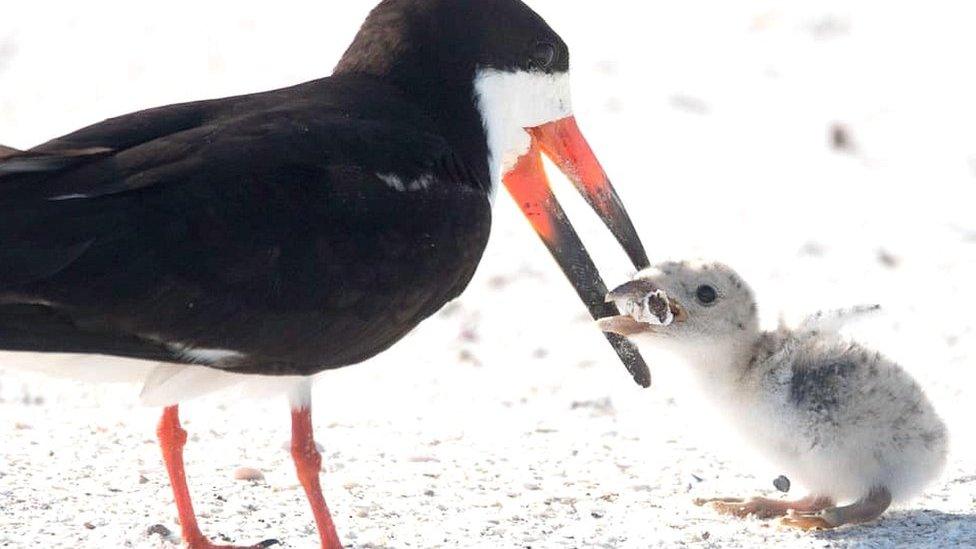 Black skimmer bird and chick on Florida beach