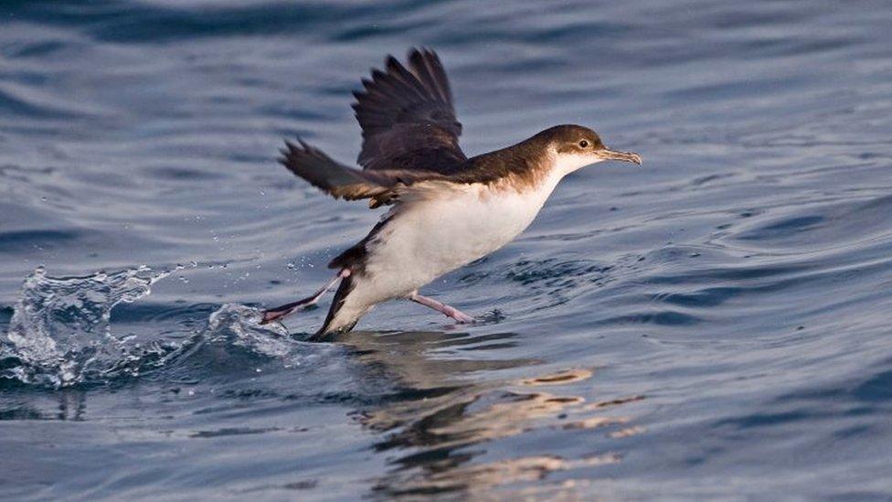 Manx Shearwater, Puffinus puffinus, in St Brides Bay off Skomer Island, Pembrokeshire, United Kingdom. (Photo by: Education Images/Universal Images Group via Getty Images)