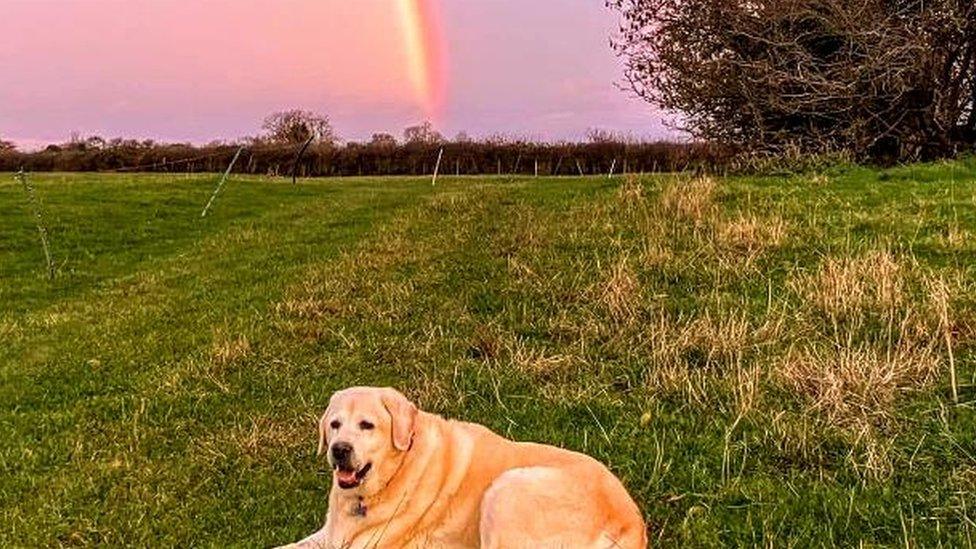 A golden-coloured Labrador basks in a field with a sunrise and rainbow in the background