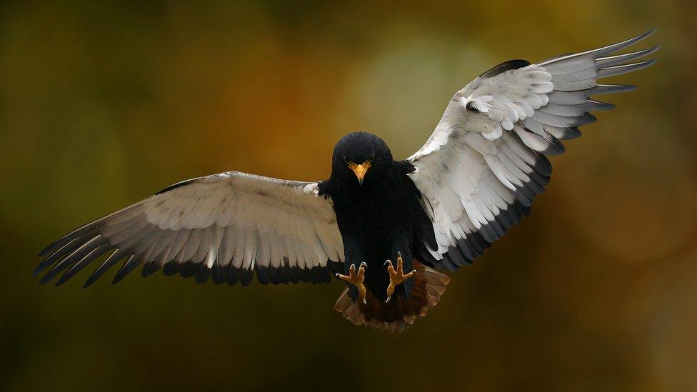 Bateleur eagle