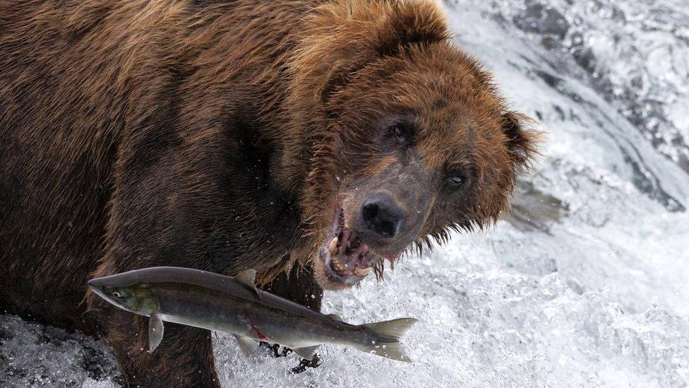 A brown bear eats a salmon