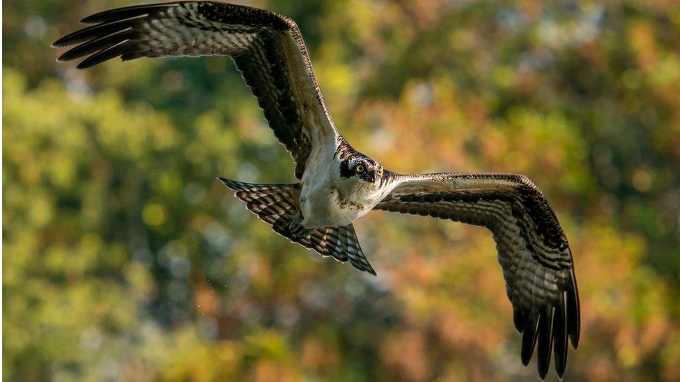 Osprey.