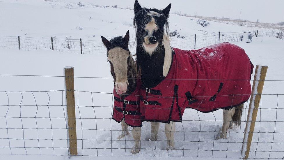 Two horses in the snow in Blaenau Gwent, Wales