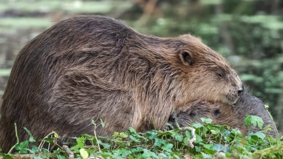 Kit cuddling a beaver