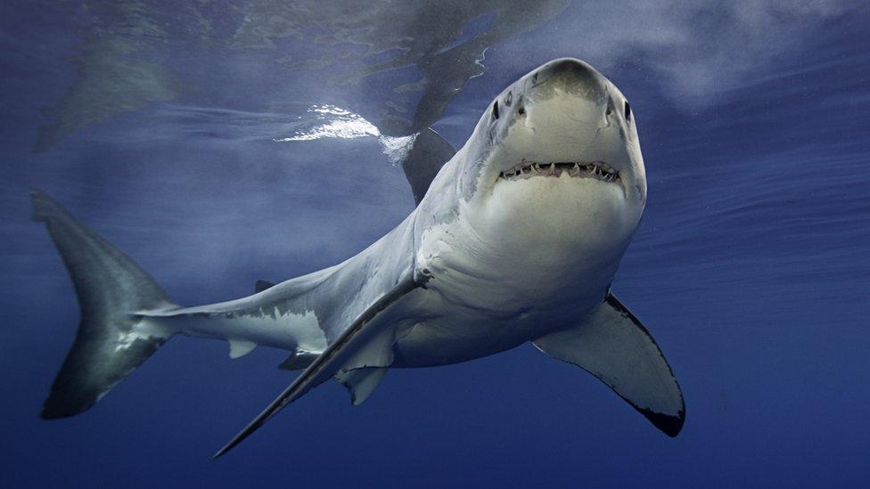 GREAT-WHITE-SHARK