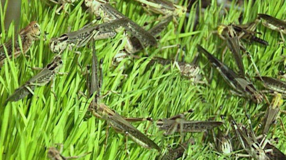 A collection of locusts in the grass