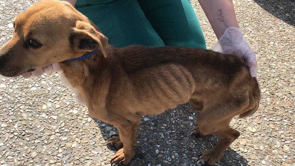 Crossbreed terrier Barney appearing emaciated at the time of his rescue