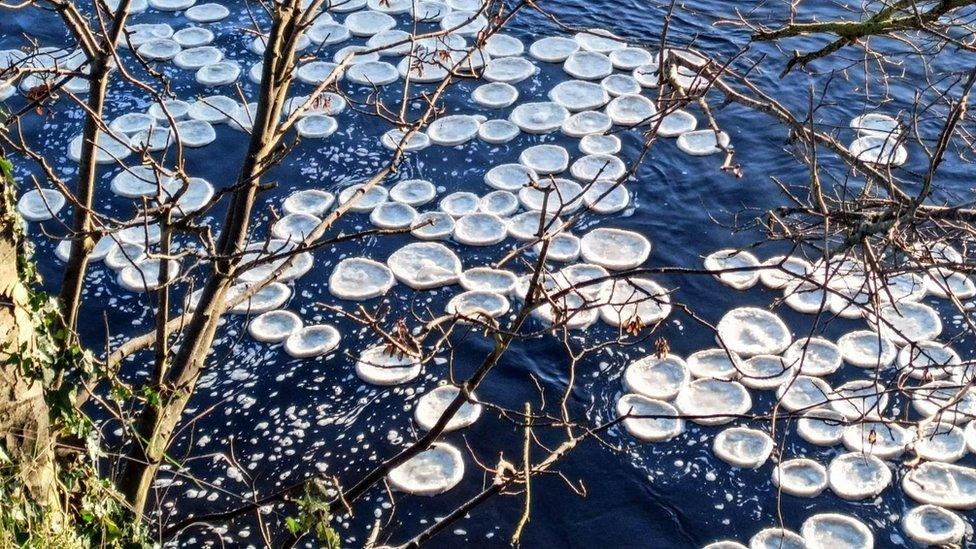 Ice pancakes on the river Wharfe in North Yorkshire