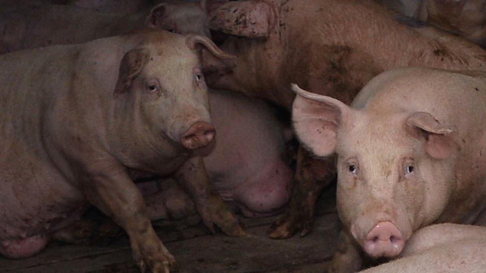 Some of the pigs that were rescued by firefighters