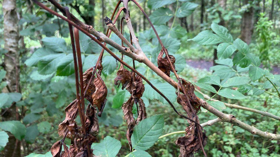 Ash dieback