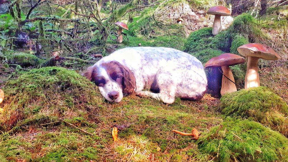 Neil Stratton's dog Belle amongst porcini