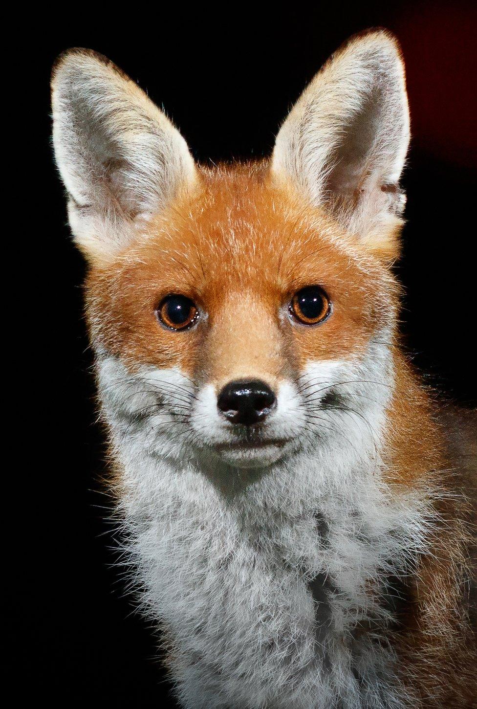 A fox in a garden in Amersham, England