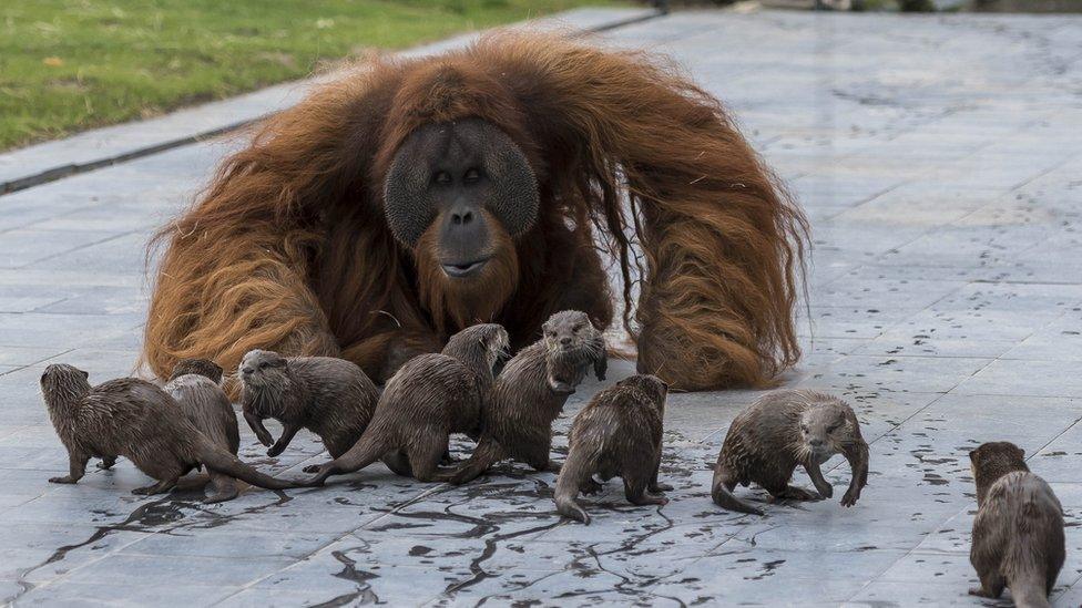 Orangutan and otter families make friends