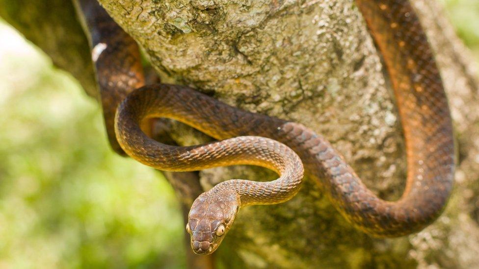 Brown Tree Snake