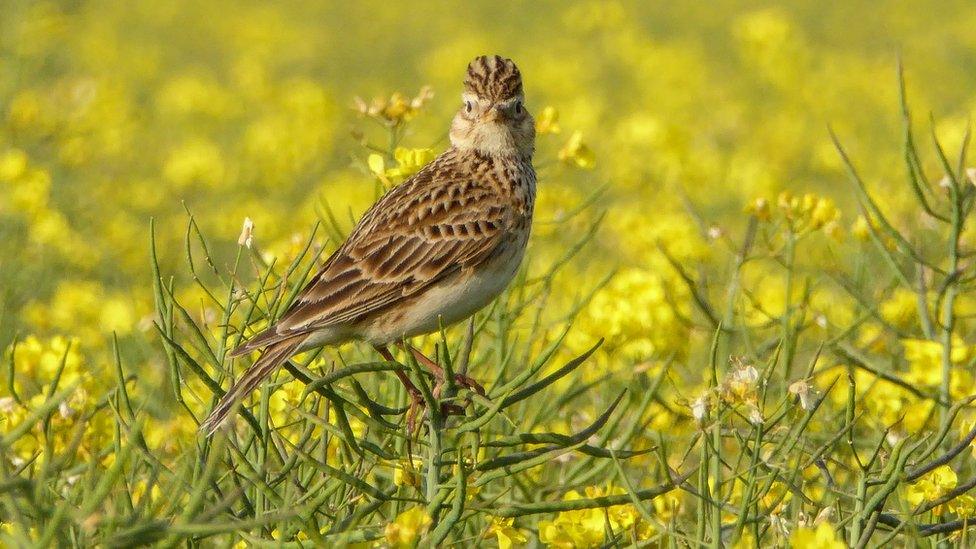 skylark