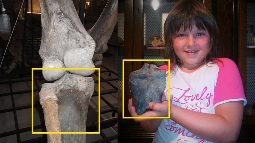 A composite shot of a woolly mammoth leg in a museum and Emma holding the bone