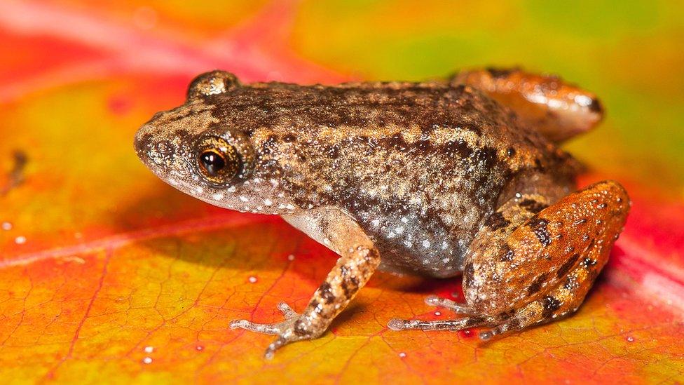 . Sabarimala Night Frog