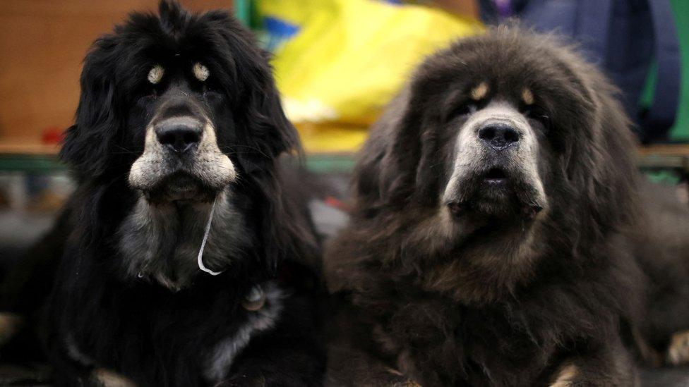 Tibetan mastiffs