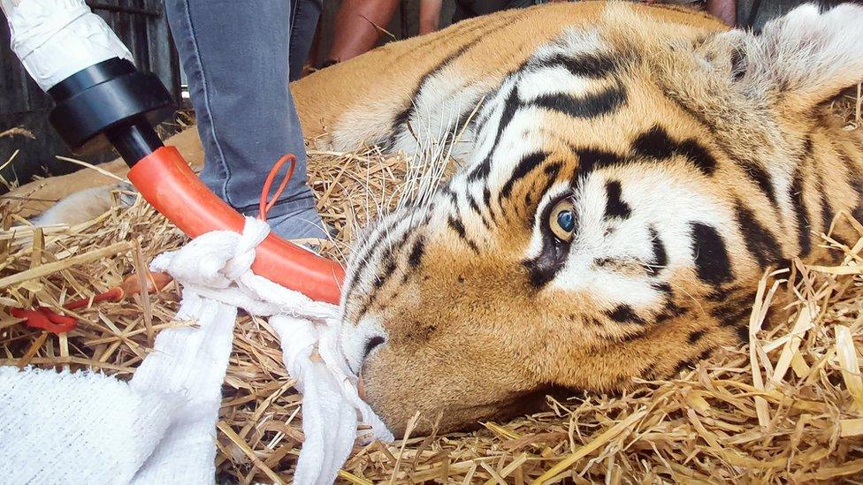 Vlad the tiger undergoing medical procedure