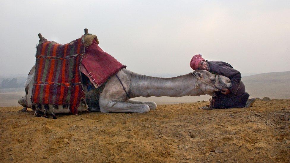 Man with camel