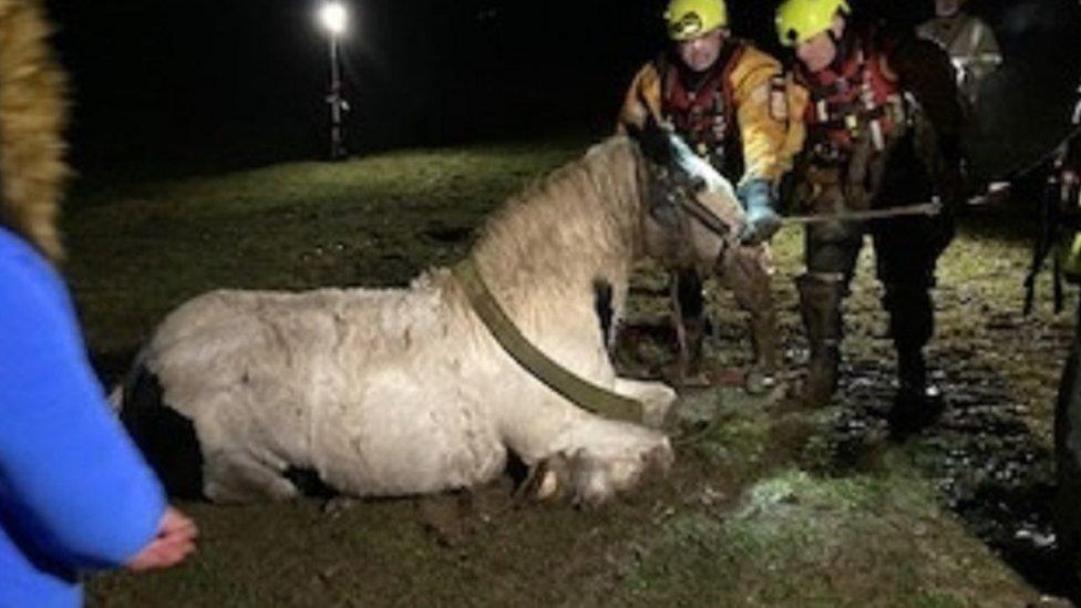 Horse being rescued