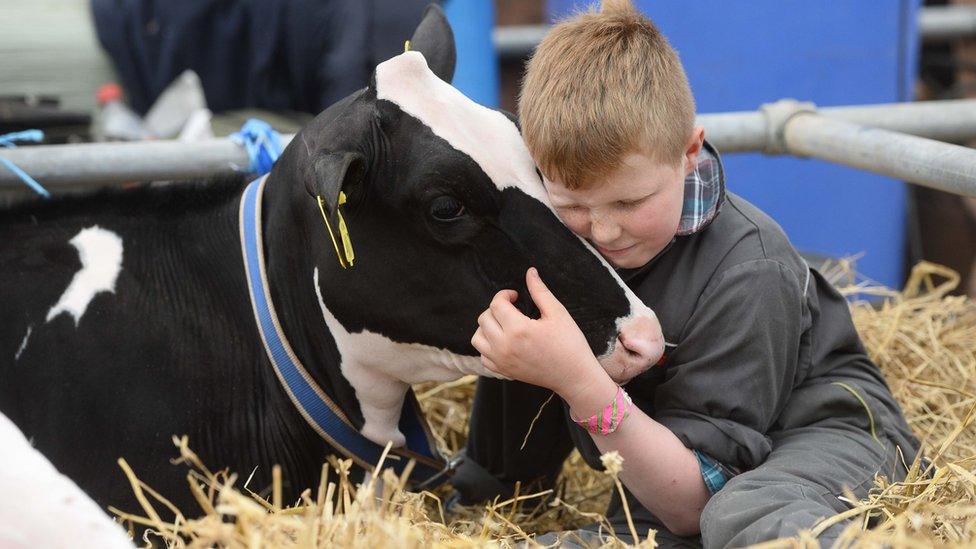 A boy hugs a cow at Balmoral Show