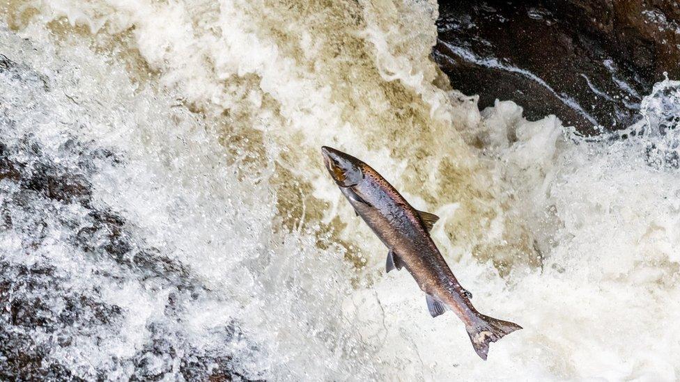 Fish migrating to breeding areas in Scotland