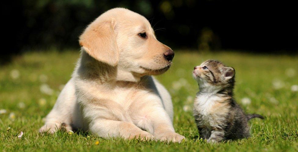 labrador puppy and cat