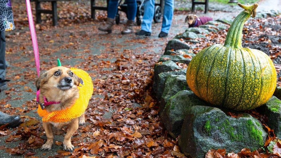 The Great Pumpkin Festival