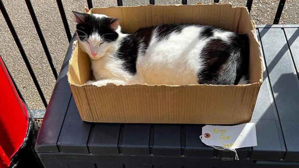 Dave the cat sitting in a box