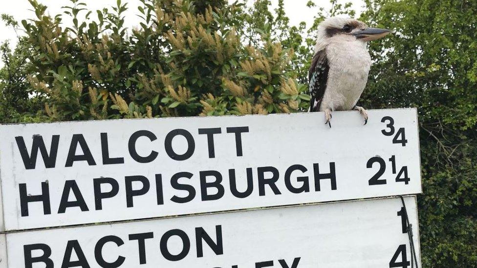 Kookaburra on sign