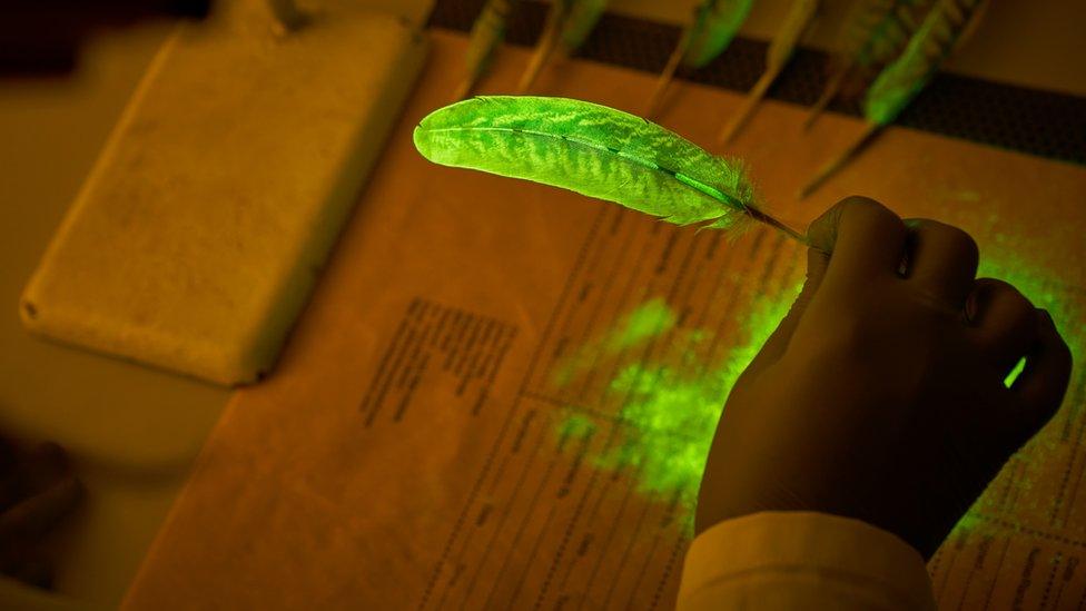 Analysing a feather with green magnetic fluorescent powder