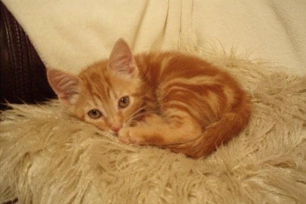 Jasper as a kitten